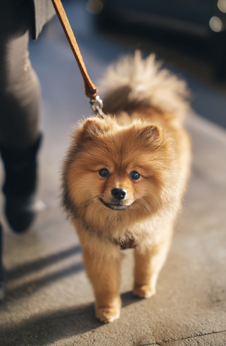 Fog, Hills, and High Stakes: A Real-World Guide to Dog Training in Daly City